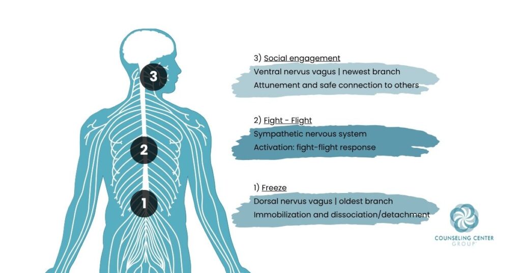 Diagram showing the vagus nerve pathway for somatic trauma release.