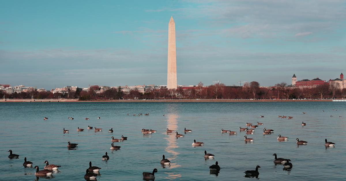 DBT in Washington DC