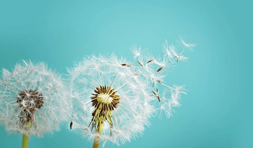 Finding Hope in Grief